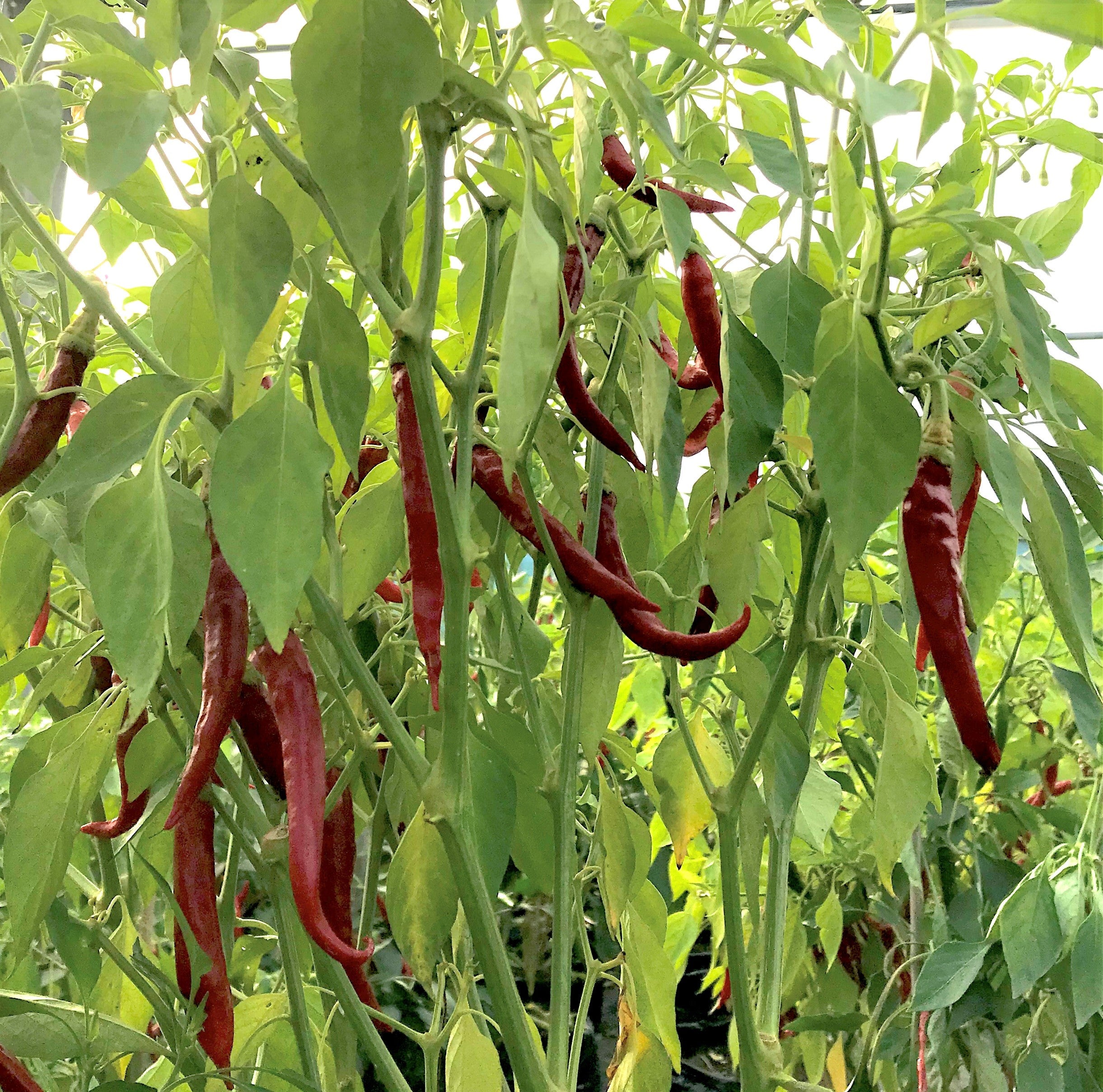 What is Cayenne? What is Cayenne used for?  Hill & Vale