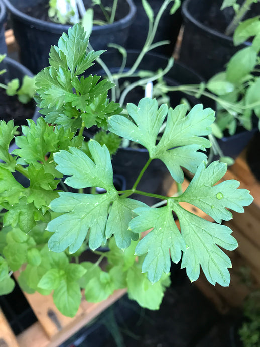 Parsley