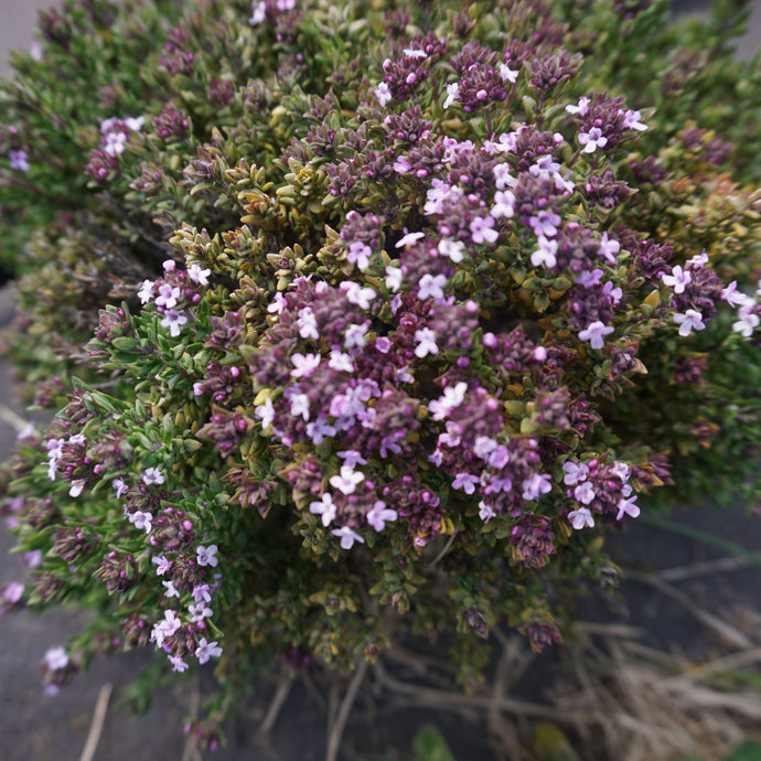 Thyme
