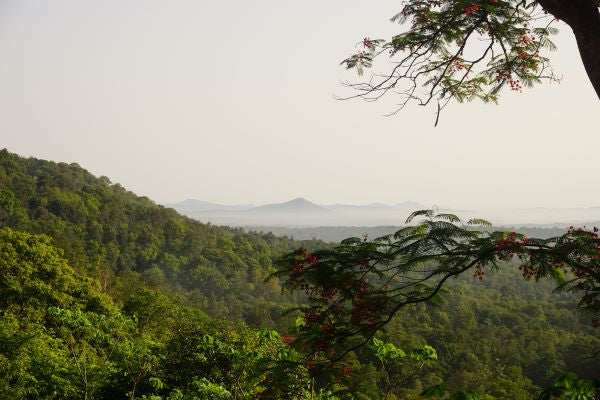 Sustainable sourcing: Western Ghats, Kerala, India