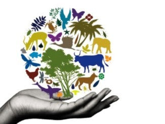 Biodiverse Food Systems