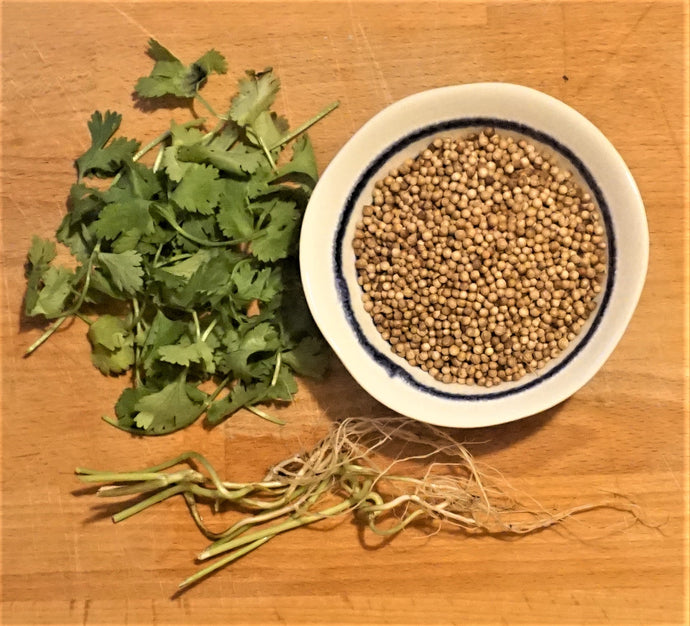 Coriander
